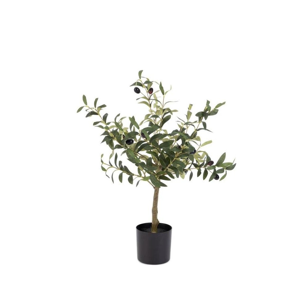 PIANTA ULIVO C-VASO H65